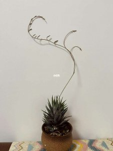 条纹十二卷开花吗 十二卷条纹能绽放吗？