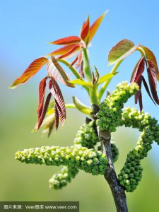 核桃开花吗 核桃也能开花吗？

核桃树会开花吗？