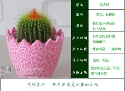 仙人掌养多久开花结果 仙人掌养多久才能开花结果？