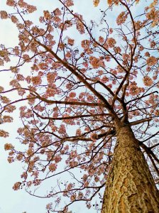 法国梧桐树开花吗 法国梧桐树是否开花？