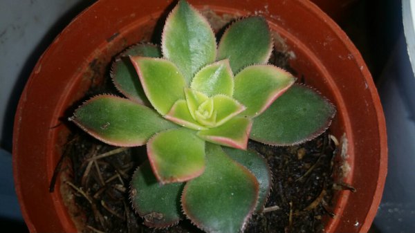 紫边碧玉开花吗