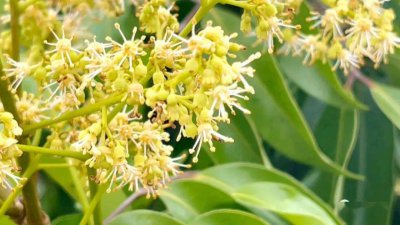 荔枝树什么时候开花 荔枝树何时会开花？