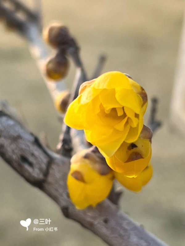 冬梅什么时候开花