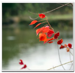 乌桕树什么时候开花 乌桕树的开花时间
乌桕树何时会绽放花朵