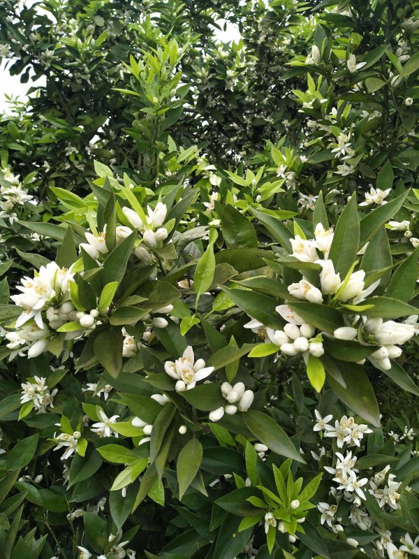 金桔树什么时候开花