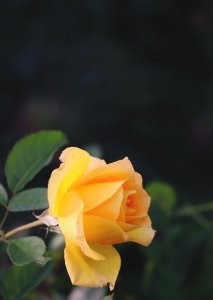 黄玫瑰什么时候开花 黄玫瑰何时绽放、黄玫瑰开花时间