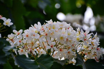油桐花什么时候开花 何时是油桐花开花期
油桐花何时盛开