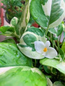 绿萝什么时候开花 绿萝何时开花？ -> 绿萝开花时间？