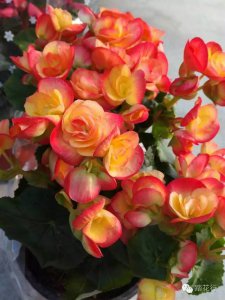 丽格海棠什么时候开花 丽格海棠何时开花？
丽格海棠开花时间？