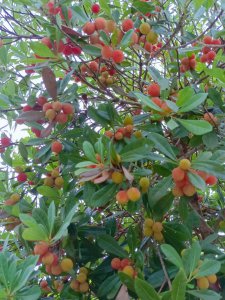 杨梅什么时候开花 杨梅何时会开花？