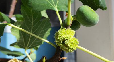 无花果什么时候开花 无花果何时开花？