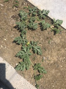 西瓜什么时候开花 西瓜何时开花？