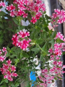 美女樱什么时候开花 美女樱何时盛开？