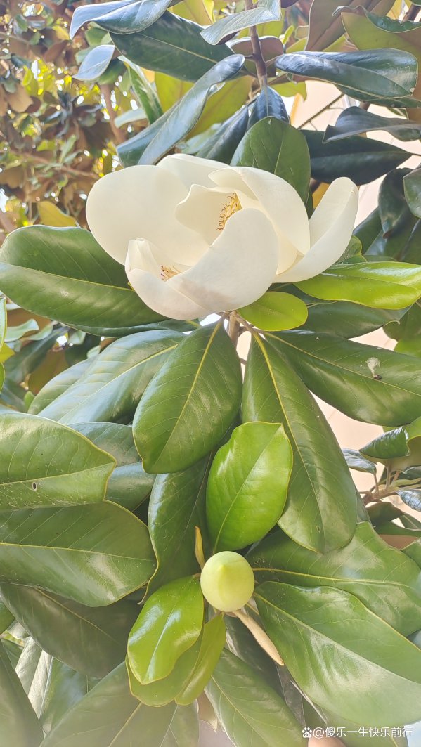 广玉兰什么时候开花