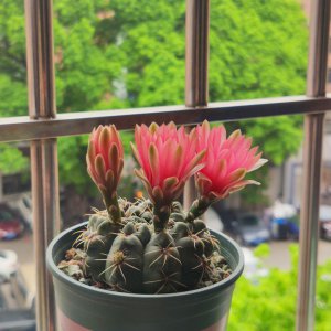 绯花玉什么时候开花 绯花玉花期如何？