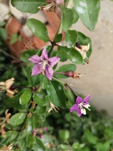 枸杞什么时候开花 枸杞几月开花、何时是枸杞开花期