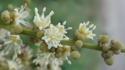 龙眼什么时候开花 龙眼何时开花？
龙眼花期是什么时候？