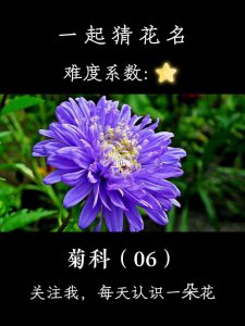 什么花的花语是默默守护的爱 代表默默守护的爱的花语