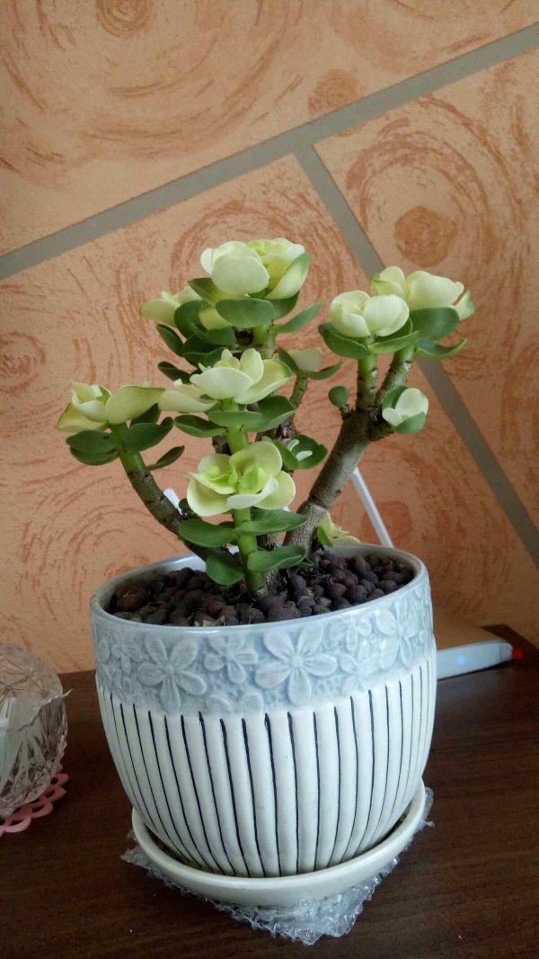 金钱木开花有什么寓意
