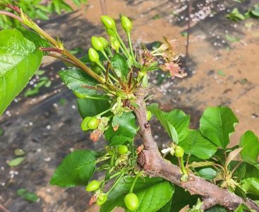 樱桃树苗多久开花结果 樱桃树苗几年结果开花？