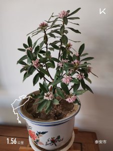 瑞香什么时候开花 瑞香何时开花？
瑞香花期何时？