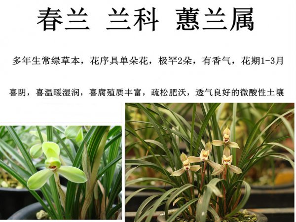 兰草什么时候开花