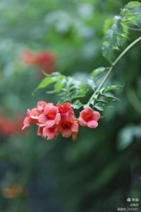 凌霄什么时候开花 凌霄花开时间是什么时候