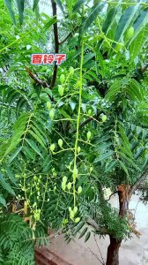 香椿树开花有什么寓意 香椿树开花象征着什么？