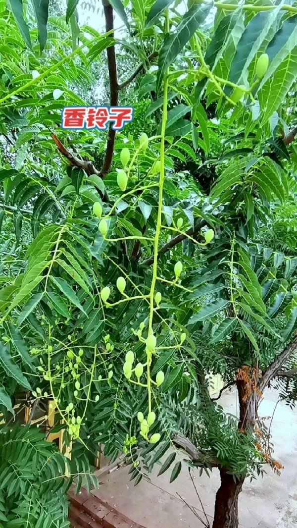 香椿树开花有什么寓意