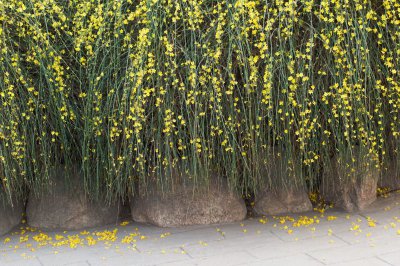 迎春花是藤本植物吗 迎春花属于藤本植物吗？
