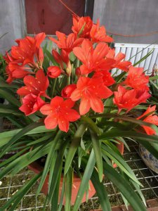 紫根兰花期几天 紫根兰花开多久？