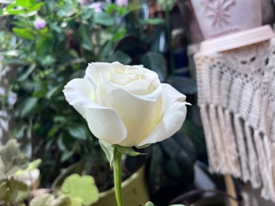 白玫瑰什么时候开花 白玫瑰何时绽放