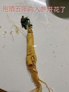 人参什么时候开花 人参何时会开花？
