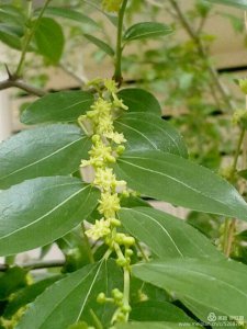 青枣什么时候开花 青枣何时开花？