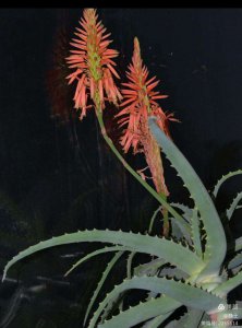 龙爪开花吗 龙爪会开花吗？