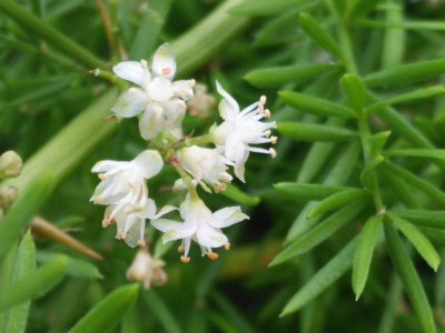 天门冬开花吗 天门冬是否开花？