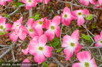 茱萸什么时候开花 茱萸何时开花？

茱萸花期何时？