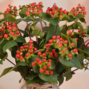 红豆开花吗 红豆是否能开花？
红豆会开花吗？