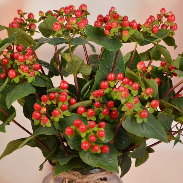 红豆开花吗