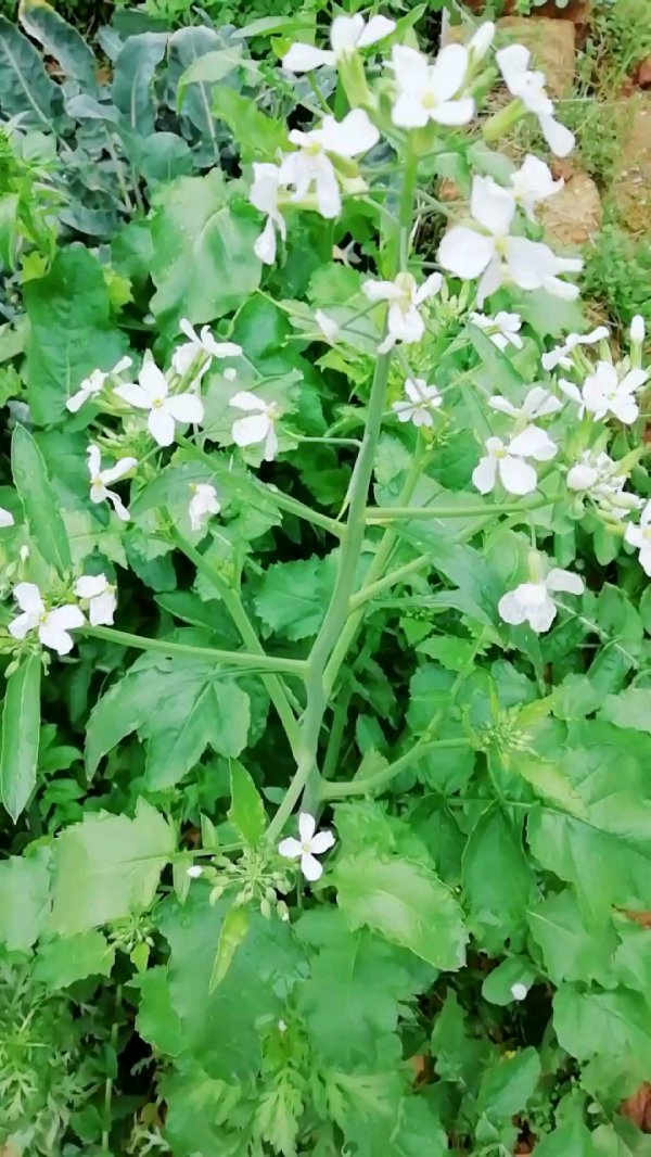 萝卜开花吗