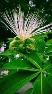 发财竹开花吗 发财竹能开花吗？
＂发财竹是否会开花？