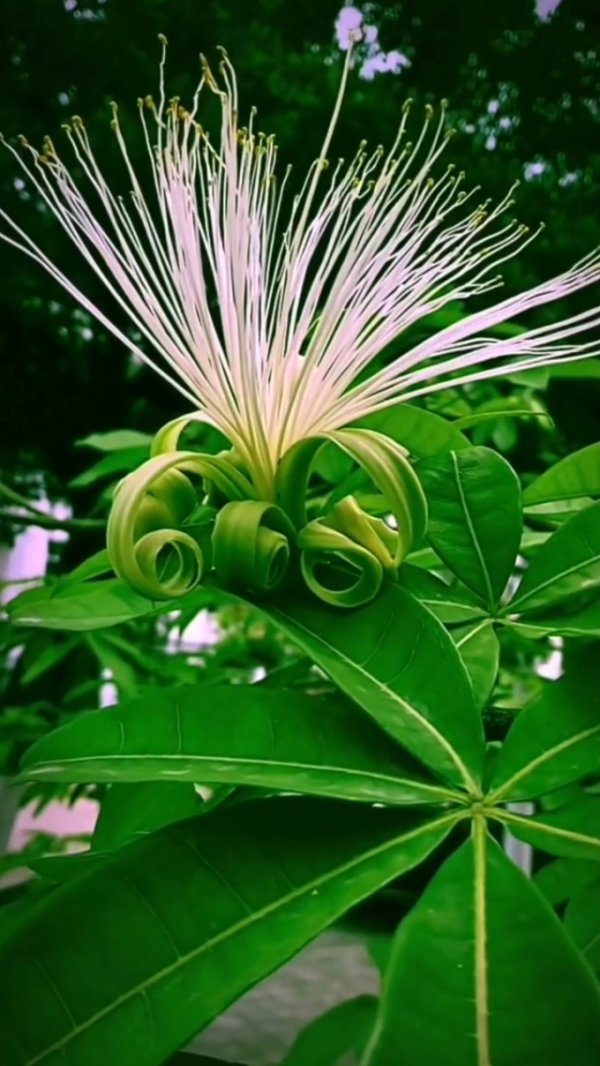 发财竹开花吗
