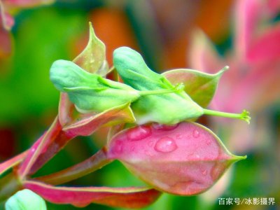 绿珊瑚开花吗 绿珊瑚是否可以开花、绿珊瑚开花的可能性