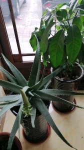 库拉索芦荟开花吗 库拉索芦荟会开花吗？