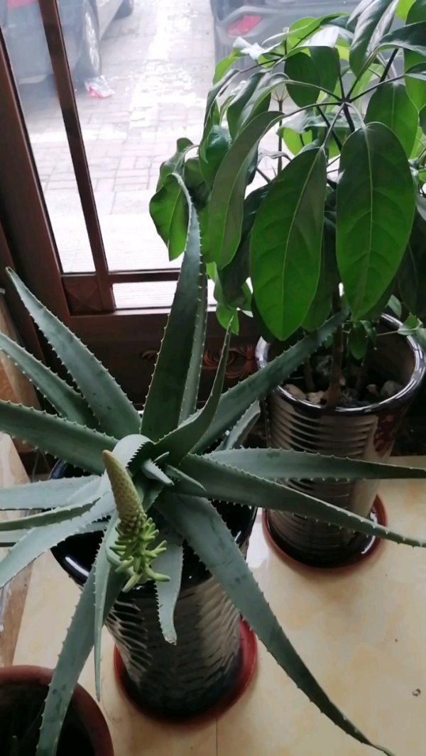 库拉索芦荟开花吗