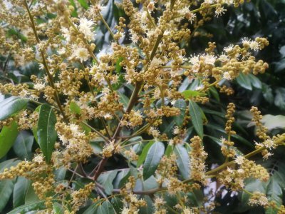 龙眼树什么时候开花 龙眼树何时会开花？