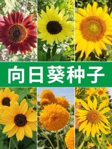向日葵花什么时候开花 以太阳花何时开花
向日葵何时盛开