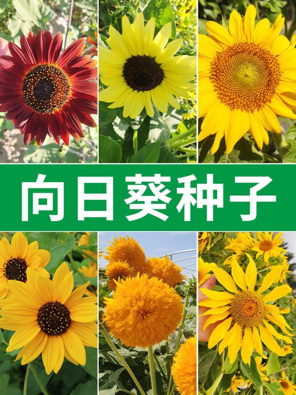 向日葵花什么时候开花
