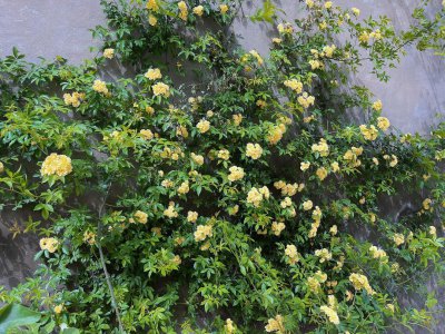 木香花什么时候开花 木香花是什么时候开花？