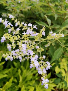 黄?？?黄荆是否开花？、黄荆花开吗？